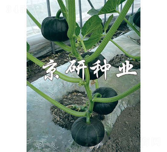 ���㾩�G��-�ϹϷN��-����