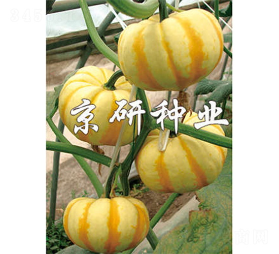 ����ʹ�-�ϹϷN��-����