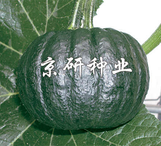 ������-�ϹϷN��-����