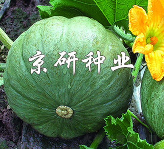 ���y��-�ϹϷN��-����