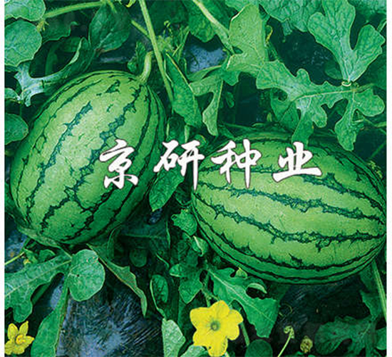 ����-���ϷN��-����