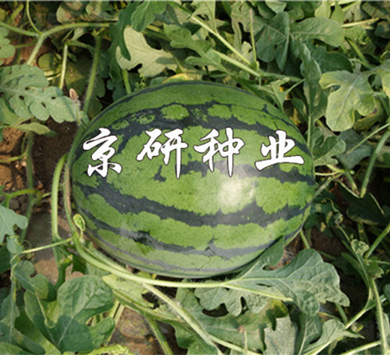 ����8K-���ϷN��-����