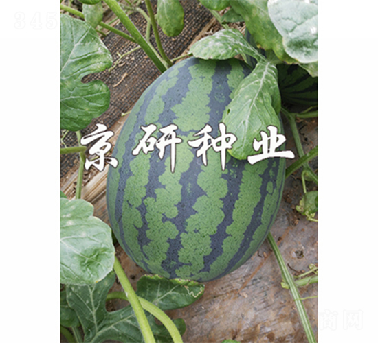 ����6K-���ϷN��-����