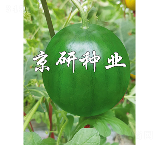 ����-���ϷN��-����