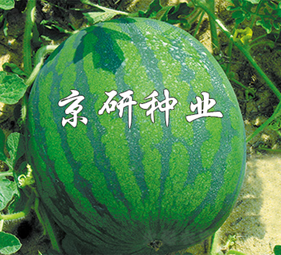 ����2̖-���ϷN��-����