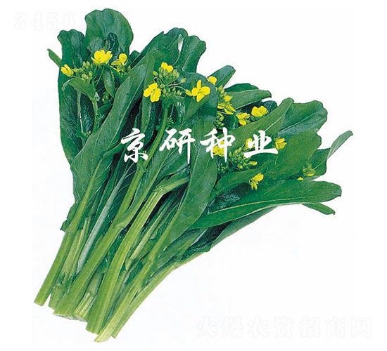 ����1̖(h��o)-���ķN��-����