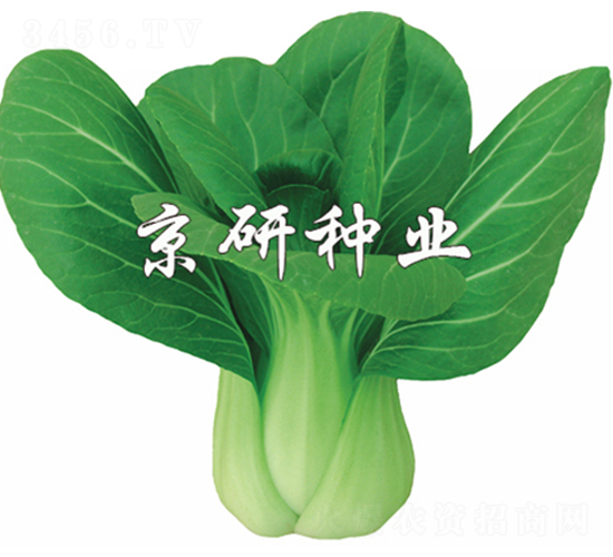 ����1̖-С�ײ˷N��-����