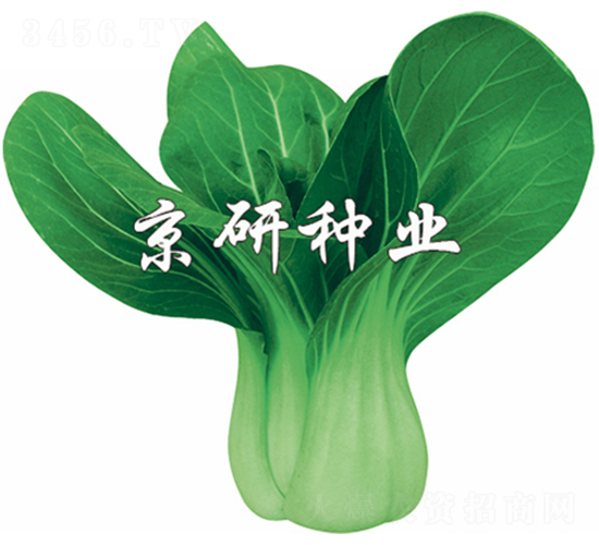 ����3̖-С�ײ˷N��-����