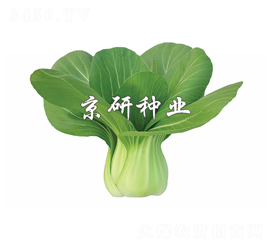 ����2̖(h��o)-С�ײ˷N��-����