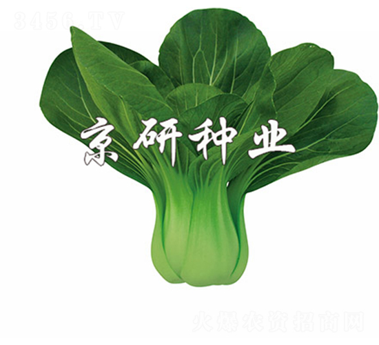 ���G1̖(h��o)-С�ײ˷N��-����