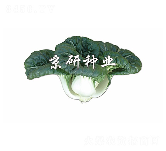 ����1̖-С�ײ˷N��-����