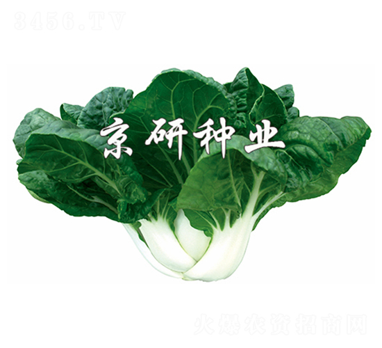 �̰�4̖-С�ײ˷N��-����