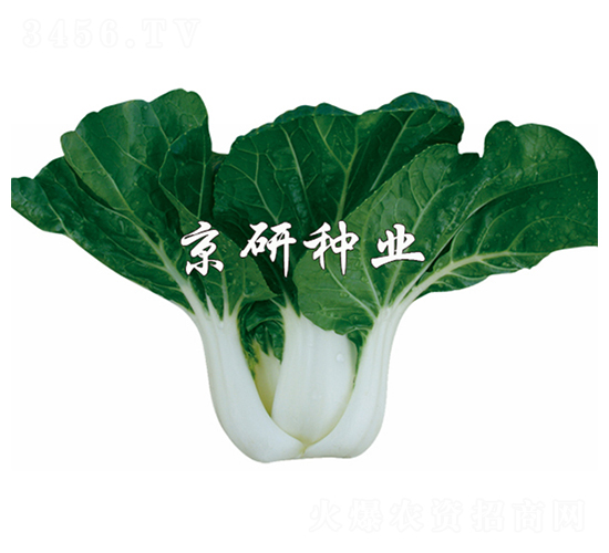 ���к��~2̖(h��o)-С�ײ˷N��-����