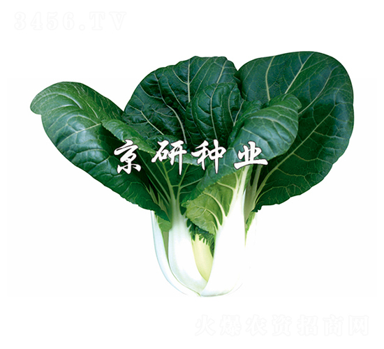 ���к��~3̖-С�ײ˷N��-����