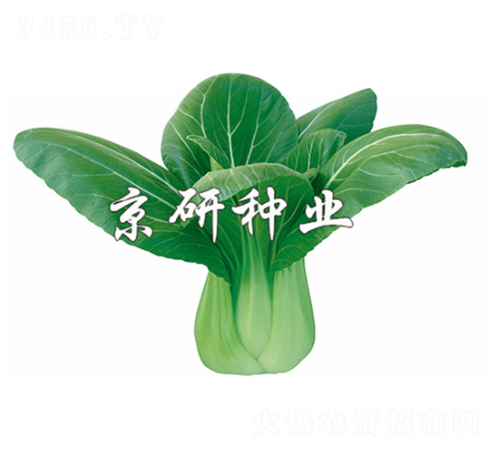 ����2̖(h��o)-С�ײ˷N��-����