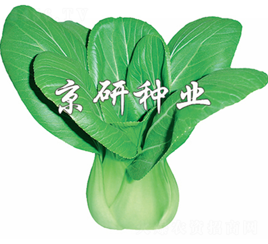 ����4̖-С�ײ˷N��-����