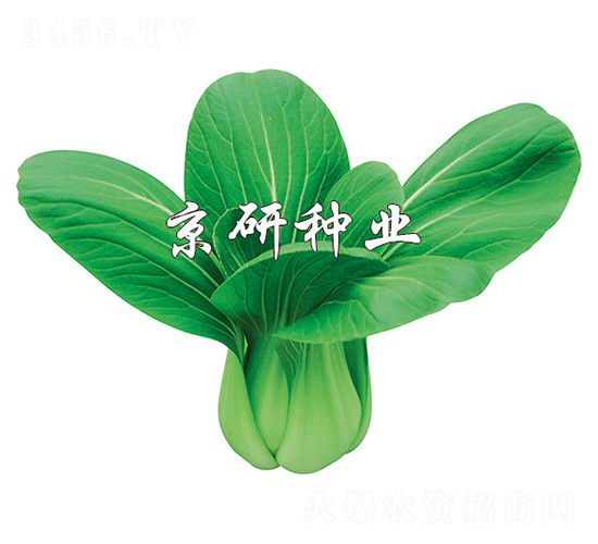 ����3̖-С�ײ˷N��-����