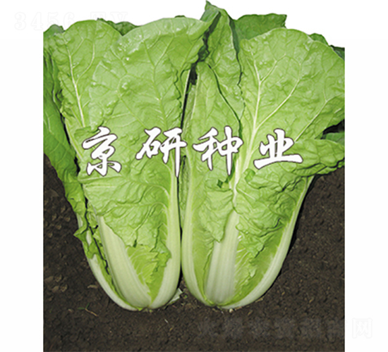 ���лʰ�-��˷N��-����