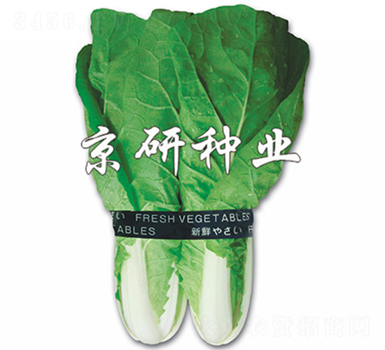 ���п��-��˷N��-����