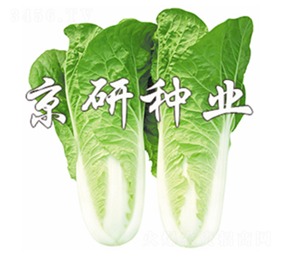 ���п��4̖-��˷N��-����