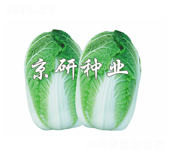 ������4̖-���޲˷N��-����