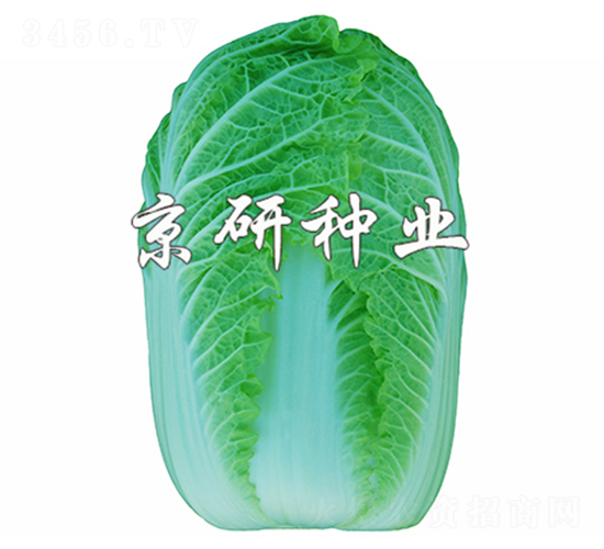 ������5̖-���޲˷N��-����