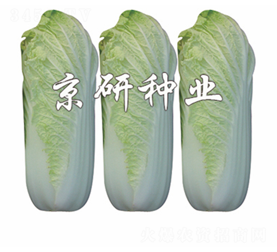 ����-���޲˷N��-����