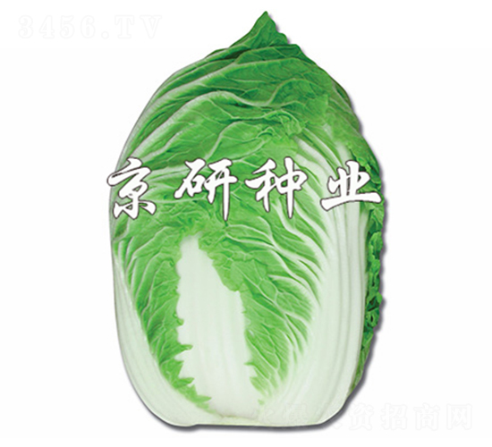 ������-�ײ˷N��-����