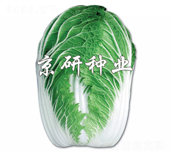 ������2̖-�ײ˷N��-����