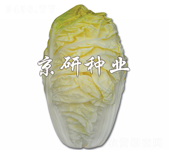 ����56-�ײ˷N��-����