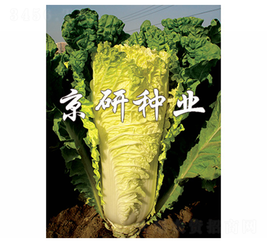 ������56̖-�ײ˷N��-����