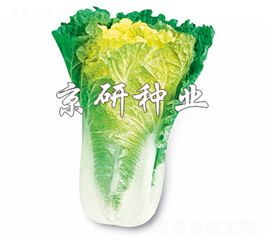 С�s56̖-�ײ˷N��-����