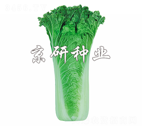 ����555-�ײ˷N��-����