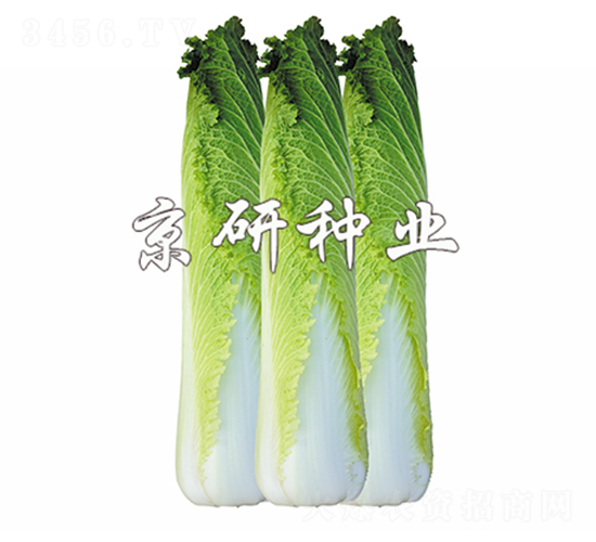 ����65-�ײ˷N��-����