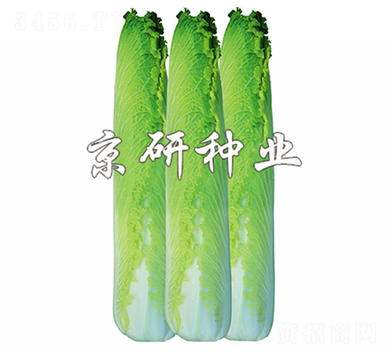 ����70-�ײ˷N��-����