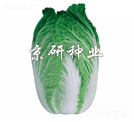 ����76-�ײ˷N��-����