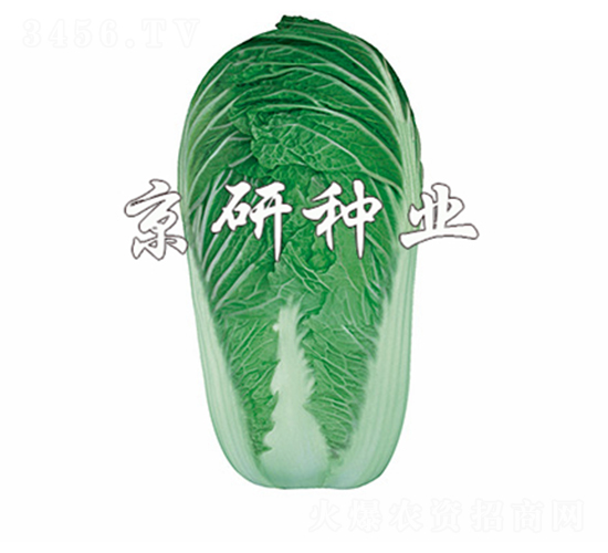 ����4̖(h��o)-�ײ˷N��-����