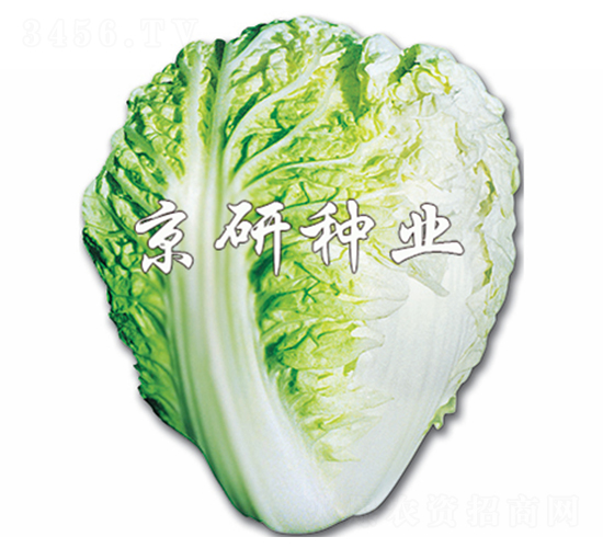 ������-�ײ˷N��-����