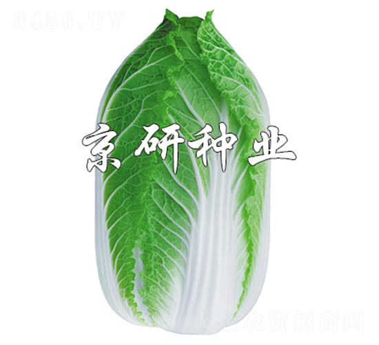 �����S3̖-�ײ˷N��-����