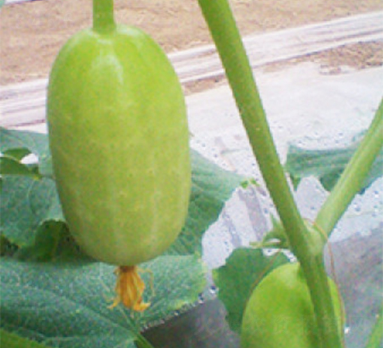 ��ͯ��Ů-�S�ϷN��-���A�N�I(y��)