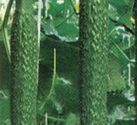 ���A��̖-�S�ϷN��-���A�N�I(y��)