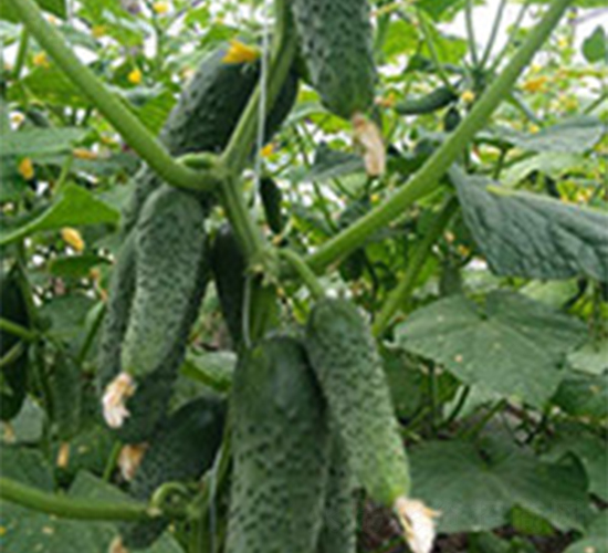 ��ɯ-�S�ϷN��-���A�N�I(y��)