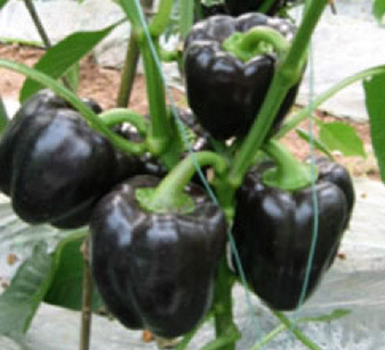 �ϲʽ�-�����N��-���A�N�I(y��)