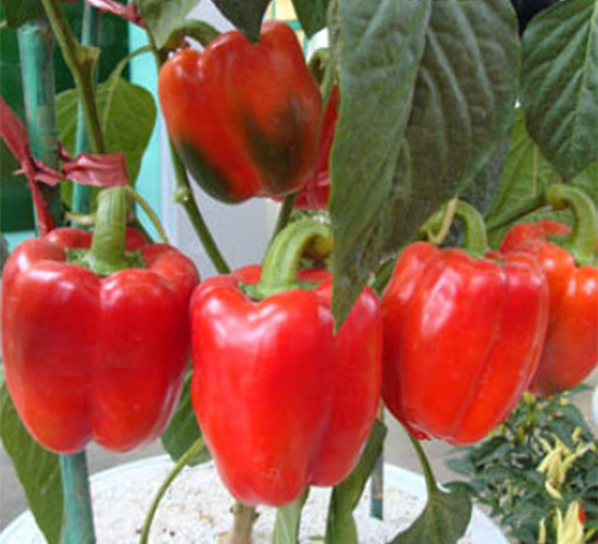 �t��-�𽷷N��-���A�N�I(y��)