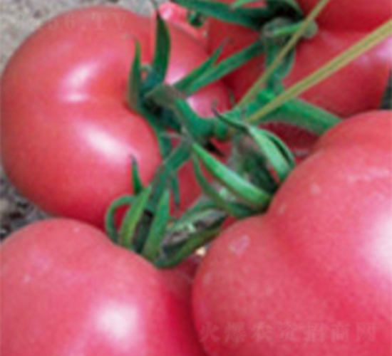 ���M��F1-���ѷN��-���A�N�I(y��)