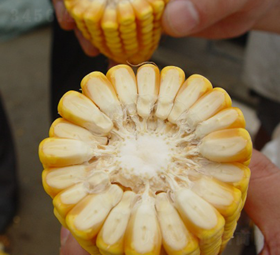 ����358-���׷N��-���r(n��ng)�l(f��)