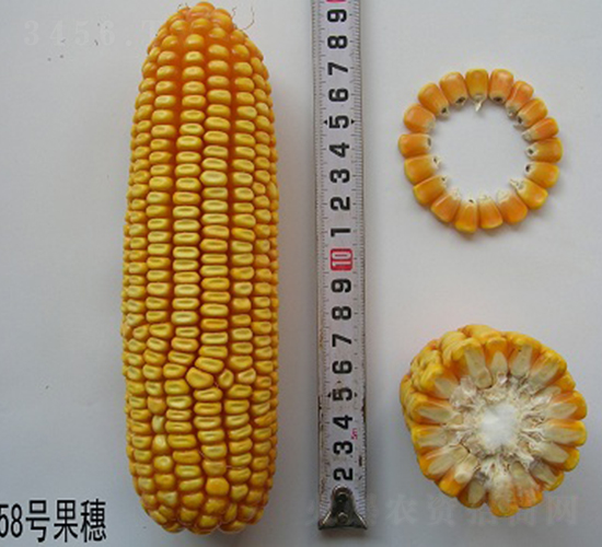 ��̩58-���׷N��-���r(n��ng)�l(f��)