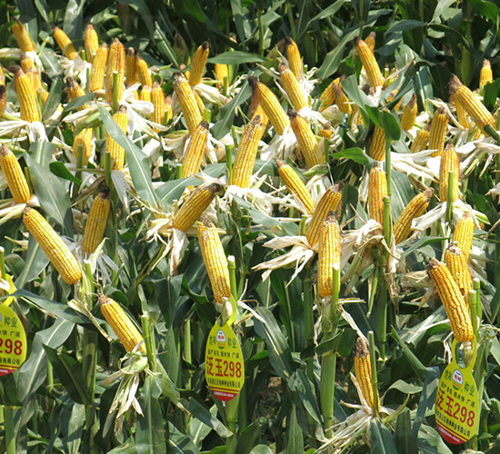 ����298-���׷N��-���r(n��ng)�l(f��)