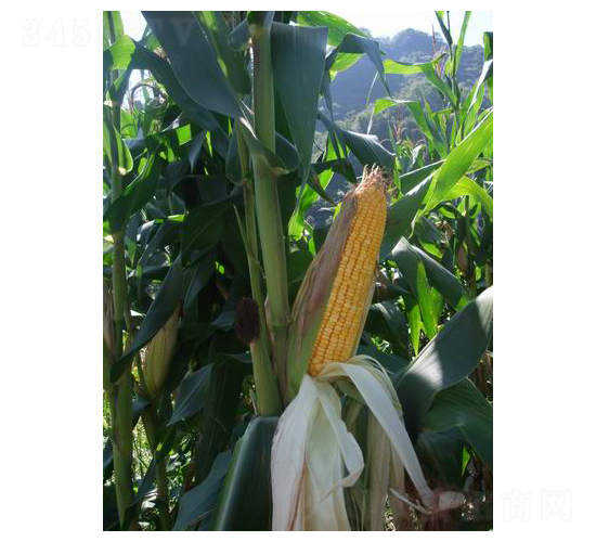 ��ʢ��718-���׷N��-���r(n��ng)�l(f��)