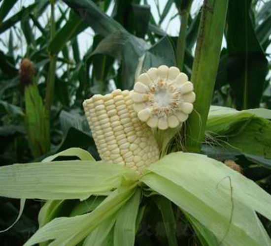 ��ʢŴ1512-���׷N��-���r(n��ng)�l(f��)